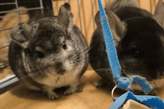 Pūkuota komanda apkramtytomis ausytėmis ieško savo širdies kapitono!