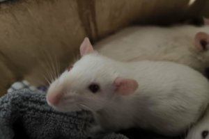 Pro juos nepraeisite ramiai: albinosai šerlokai su uodegomis pasiruošę kraustytis į mylinčius namus