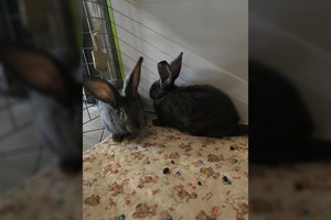 Neeilinio grožio stambių ilgaausių ketvertas stebina drąsa: keliaus tik į ypatingas rankas