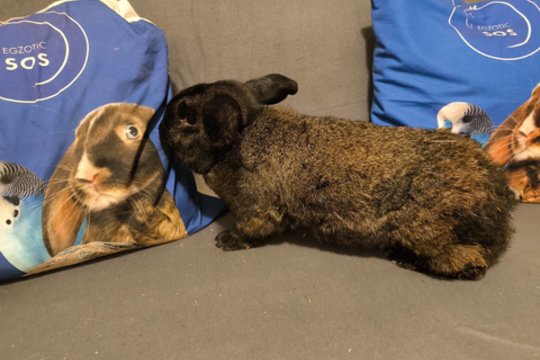 Švelnios širdies milžinas laukia savo gyvenimo meilės ir namų