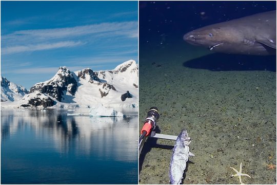 Nustebino pačius tyrėjus: Antarkties vandenyse aptiko gyvūną, kurio ten neturėjo būti