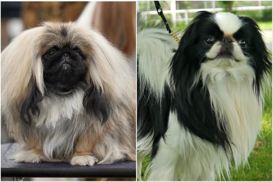 Ne tik mopsai ir buldogai: naujas tyrimas atskleidžia gerokai platesnį dūstančių šunų veislių sąrašą