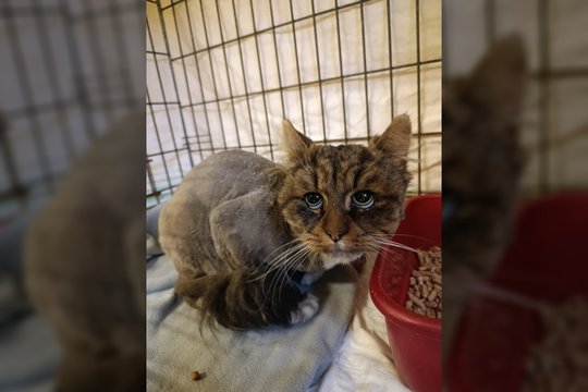 Iš kaltūnų išvaduotas katinėlis meldžia stebuklo