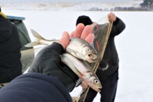 Agurkais kvepiančios žuvies istorija: įdomybės žinoti apie stintas, bumbinimą ir žvejų burtus