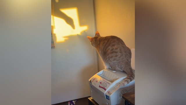 Į medžiotojo poziciją įsitaisęs katinas susidūrė su skaudžia realybe: viskas buvo tik iliuzija