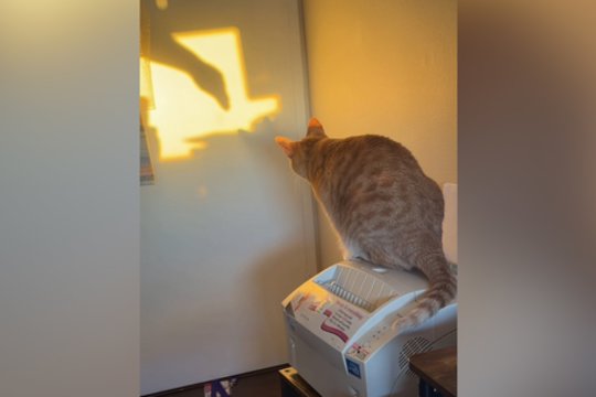 Į medžiotojo poziciją įsitaisęs katinas susidūrė su skaudžia realybe: viskas buvo tik iliuzija