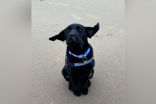 Prieš vėją nepakovosi: pamatykite, kaip tai atrodo realybėje