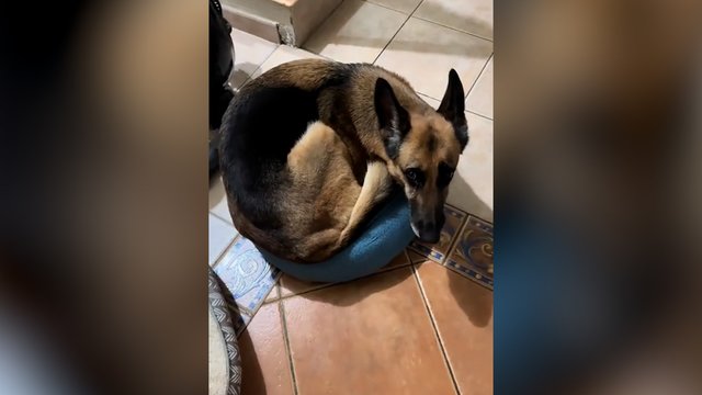 Miegojimo vieta ne pagal dydį: karalienė šioje šeimoje tik viena