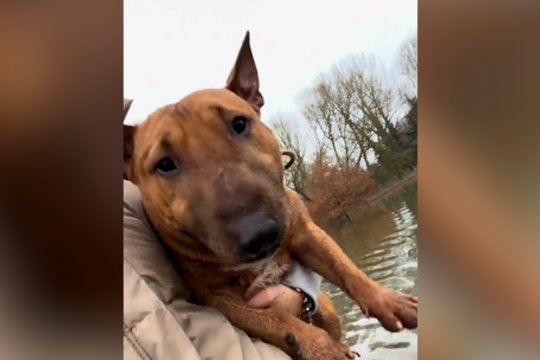 Šuo pabandė būti naudingas: vienas judesys išdavė įnirtingas pastangas