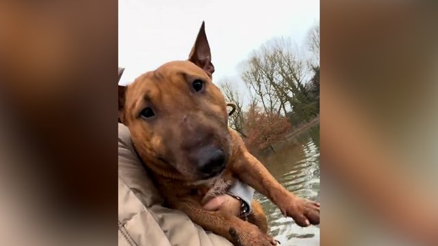 Šuo pabandė būti naudingas: vienas judesys išdavė įnirtingas pastangas