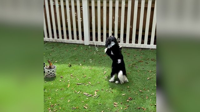 Užfiksavo dėl burbulų visai pametusį galvą šunį: reakcija – žaibiška