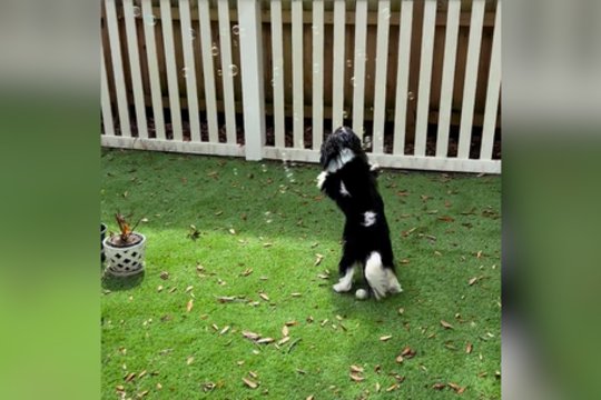 Užfiksavo dėl burbulų visai pametusį galvą šunį: reakcija – žaibiška