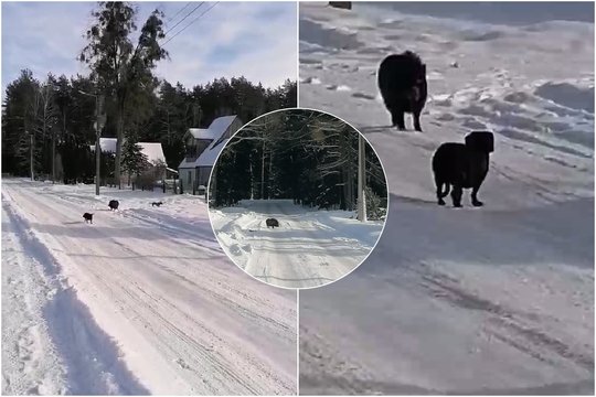 Tokį vaizdą išvydus ne vienam reiktų pasitrinti akis: su šunimis lakstė ir laukinis žvėrelis