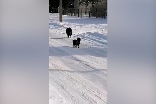 Išėjus į gatvę teko susidurti su nekasdieniu reginiu: gyvenvietėje užfiksavo besiblaškantį šerną