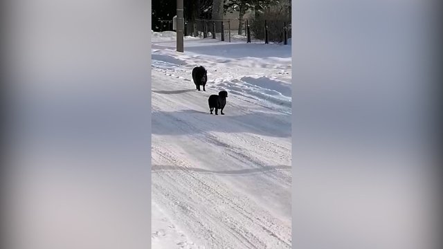 Išėjus į gatvę teko susidurti su nekasdieniu reginiu: gyvenvietėje užfiksavo besiblaškantį šerną