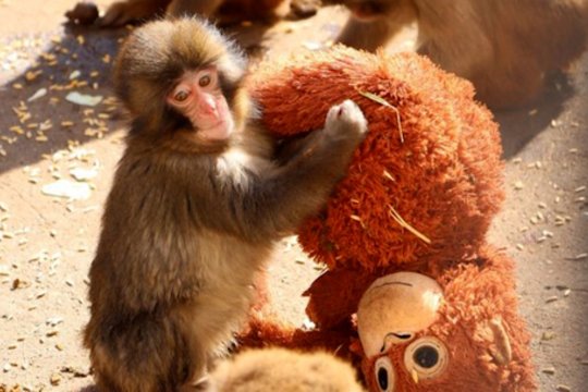 Interneto sensacija tapęs beždžionės jauniklis: liūdesį mažyliui numalšino orangutanas iš IKEA