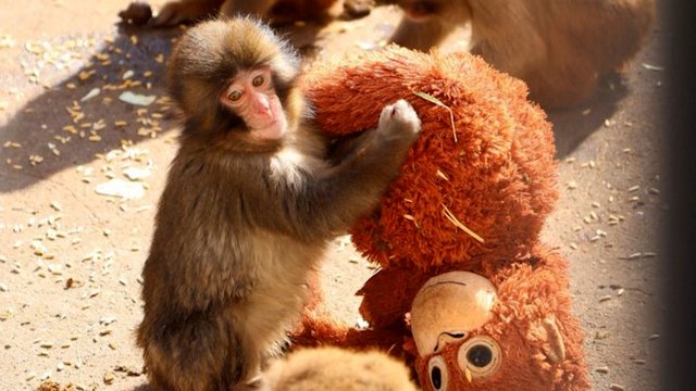 Interneto sensacija tapęs beždžionės jauniklis: liūdesį mažyliui numalšino orangutanas iš IKEA