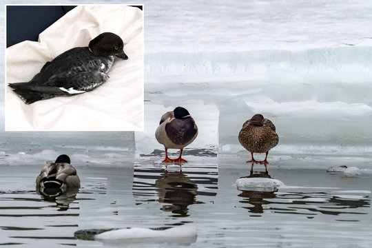 Gelbėdamas sužeistą paukštį panevėžietis įstrigo biurokratijos labirinte: „Sistema realiai neveikia“