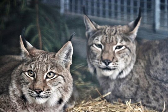 Kaip gamtoje poruojasi gyvūnai „vienišiai“: vieni „įkalbinėja“, o kiti dėl patelės sukaria ir didžiulius atstumus
