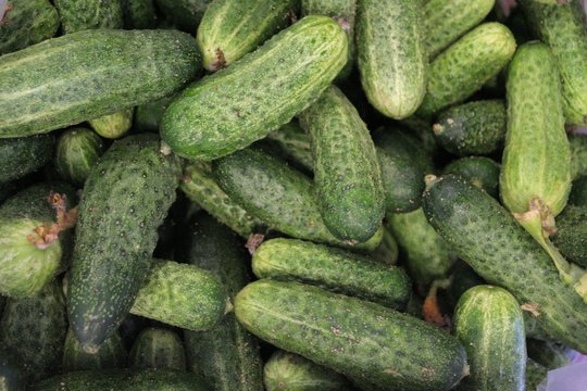 Prekybos centruose jau galima rasti lietuviškų agurkų: nepaisant šalčių – gera žinia pirkėjams