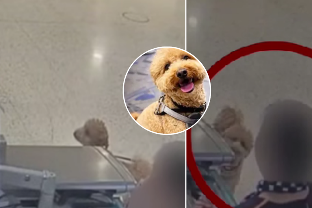 Beširdiškas moters elgesys atsisuko prieš ją pačią: dėl oro uoste palikto šuns – rimti kaltinimai