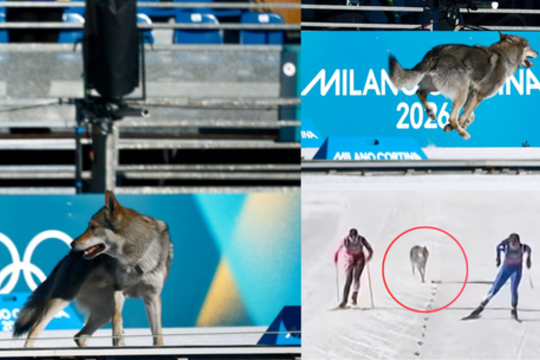 Į olimpinę areną išbėgusio šuns šeimininkė atskleidė, kaip viskas nutiko: „Panikavome“