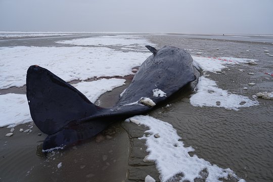 Nugaišo ant seklumų prie Danijos krantų užplaukę kašalotai