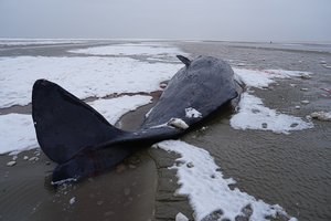 Nugaišo ant seklumų prie Danijos krantų užplaukę kašalotai