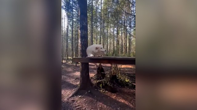 Suoliukas vilkui tapo didžiausiu iššūkiu: bandymas užlipti baigėsi gėdinga nesėkme