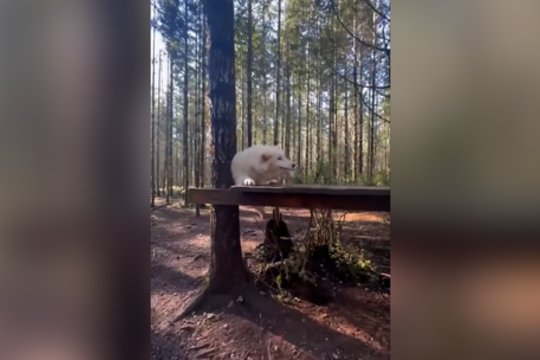 Suoliukas vilkui tapo didžiausiu iššūkiu: bandymas užlipti baigėsi gėdinga nesėkme