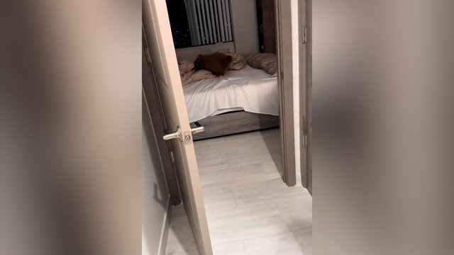 Lyg būtų įjungtas specialus mygtukas: taip keturkojis išsikrauna kiekvieną vakarą