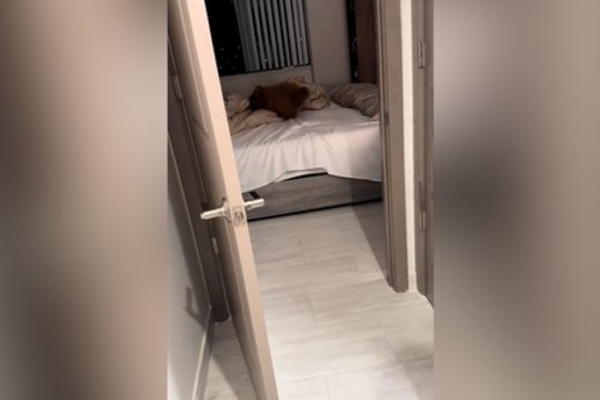 Lyg būtų įjungtas specialus mygtukas: taip keturkojis išsikrauna kiekvieną vakarą