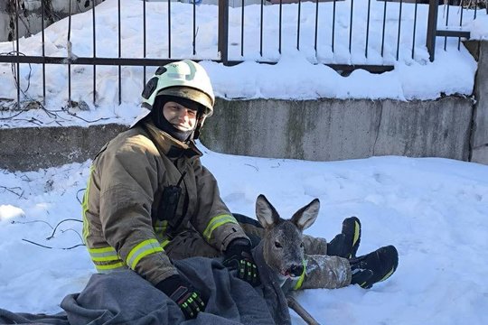 Savaitgalį ugniagesių pagalbos reikėjo ne tik žmonėms, bet ir laukiniams gyvūnams