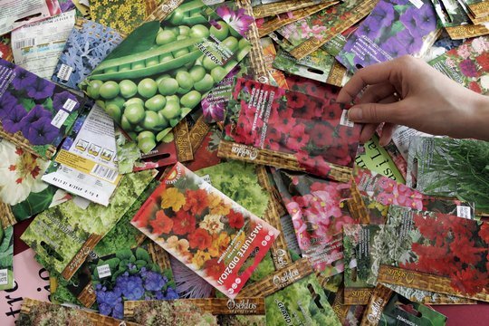 Prekybininkai sunerimę: į rinką agresyviai braunasi neaiškios kilmės sėklos