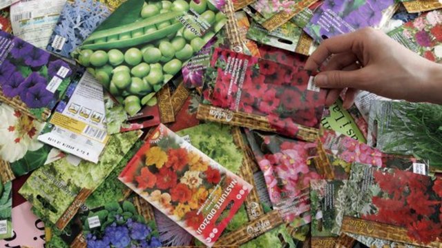 Prekybininkai sunerimę: į rinką agresyviai braunasi neaiškios kilmės sėklos