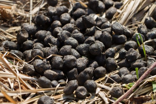 Natūrali trąša, kurią išbandę vadina juoduoju auksu: sode ir darže daro tikrus stebuklus