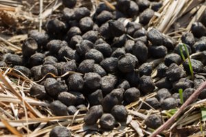 Natūrali trąša, kurią išbandę vadina juoduoju auksu: sode ir darže daro tikrus stebuklus