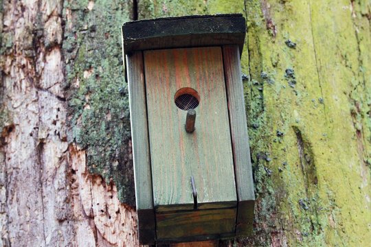 Namai sugrįžtantiems paukščiams: ką reikia žinoti prieš keliant inkilus