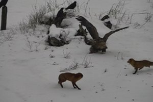 Prie sienos su Baltarusija – netikėtas konfliktas: susidūrė jūrinis erelis ir lapės