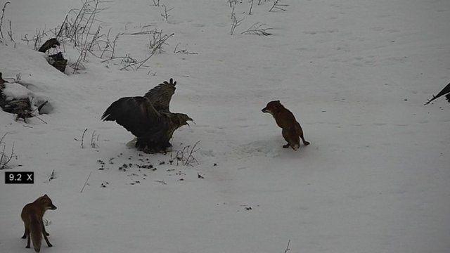Vaizdo kameros užfiksavo erelio ir lapių kovą dėl maisto: plėšrus paukštis parodė, kas čia šeimininkas