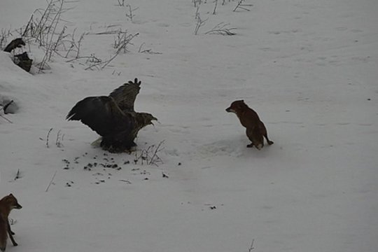 Vaizdo kameros užfiksavo erelio ir lapių kovą dėl maisto: plėšrus paukštis parodė, kas čia šeimininkas