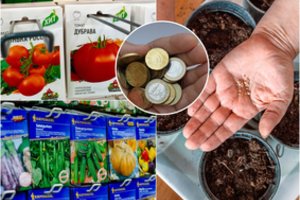 Į rinką plūsta neaiškios sėklos: nejuokais sunerimę pardavėjai užsimena apie jų rusišką kilmę