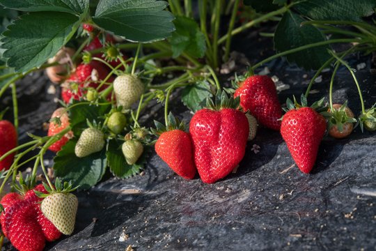 Braš­kės bus kumš­čio dydžio: paprastas produktas iš virtuvės garantuos rekordinį derlių