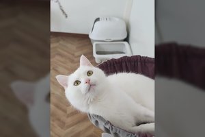 Lauke klaidžiojantis rastas jaunas ir jaukus katinėlis ieško savo žmogaus