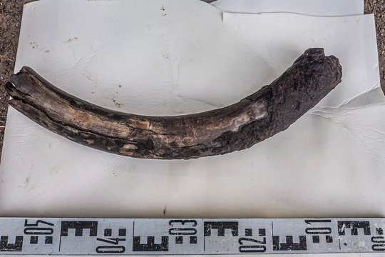 Byla dėl mamuto ilties kontrabandos – jau ant Kauno apylinkės teismo teisėjų stalo