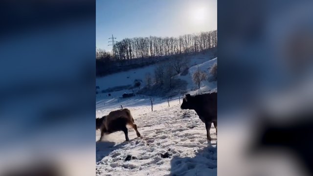 Karvutėms žiema irgi linksmybių metas: nufilmavo judviejų šėliones sniege