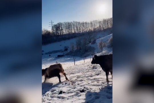 Karvutėms žiema irgi linksmybių metas: nufilmavo judviejų šėliones sniege