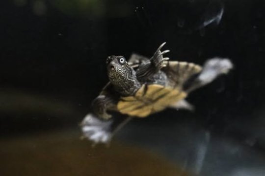 Gražuolis vandens vėžliukas ieško gerų šeimininkų: akvariume turės būti vienintelis