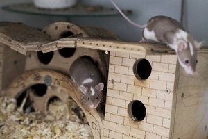 Du broliukai japoniniai peliukai „netyčiukai“ trokšta gerų žmonių dėmesio