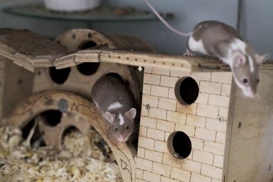 Du broliukai japoniniai peliukai „netyčiukai“ trokšta gerų žmonių dėmesio